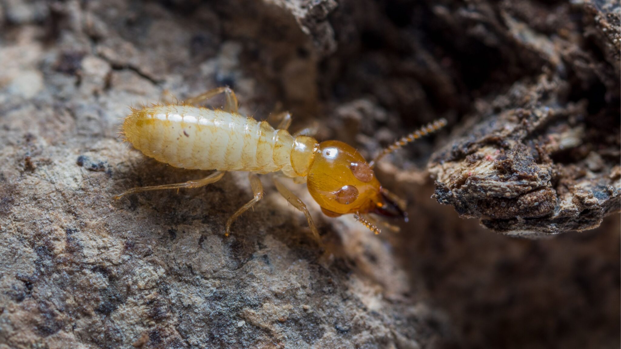 Pourquoi et comment traiter les termites ? Alter Habitat MT